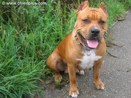 pit bul